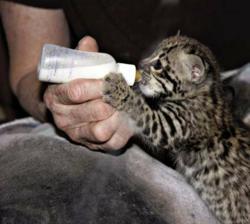 Hand rearing exotic felines requires bottle feeding